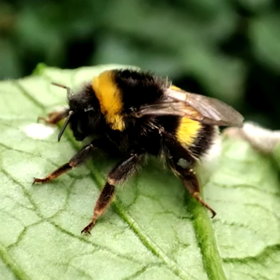Bumblebee resting on a tomato leaf