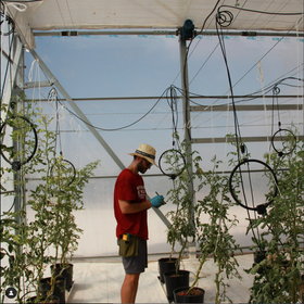 Dr. José Ángel Martín Rodríguez taking notes and reviewing DARkWIN's trial plants