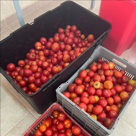 DARkWIN Tomato harvest