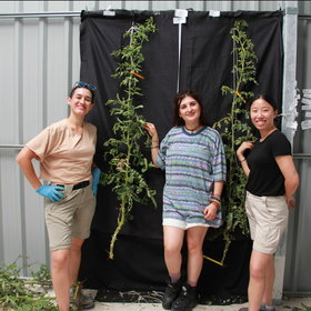 Phenotyping and taking photos of the different tomato ILs of the project