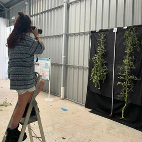 Dra. Purificación A. Martínez-Melgarejo taking photos for the phenotyping