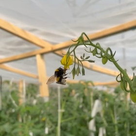 Bombus terrestris with RFID system tag