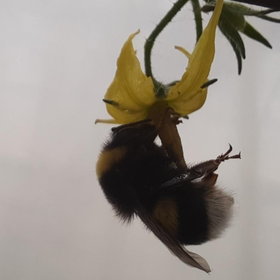 Bumblebee pollinating