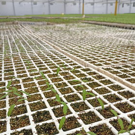 Solanum lycopersicum seed germination