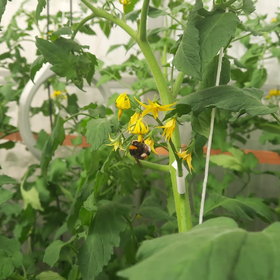 Super-pollinating bumblebee with pollen sack