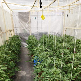 Tomato cultivation in greenhouse with bumblebee monitoring cage