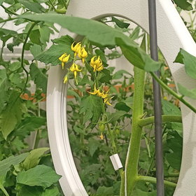Tomato flowers monitored by RFID System