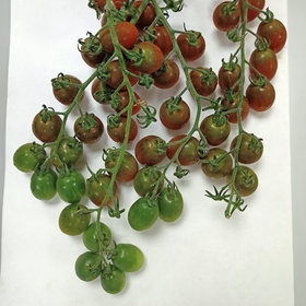 Tomato harvest