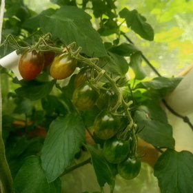 Tomato ripening