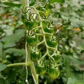 Unripe tomatoes