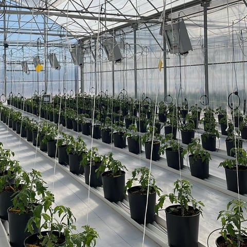 Pollinator-assisted crop breeding