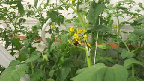 Pollinator monitoring and behavioural analysis