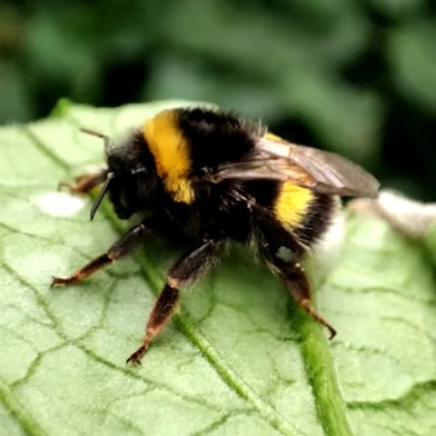 Environmental stimulus and pollinator response testing